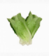 LECHUGA ROMANA