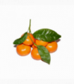 MANDARINA CHUPI OROGROS