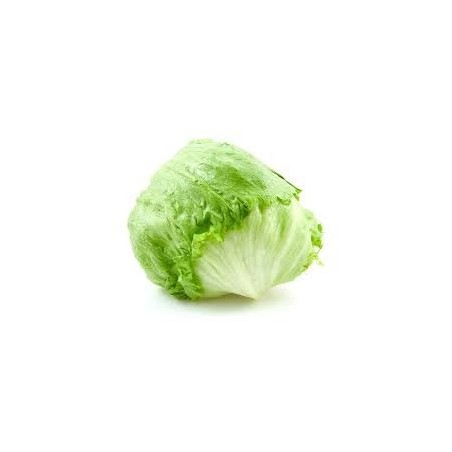 LECHUGA ICEBERG "EL DULZE"