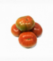 TOMATE LISO SELECCIÓN 1M