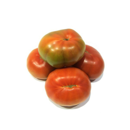 TOMATE LISO 1 M GG
