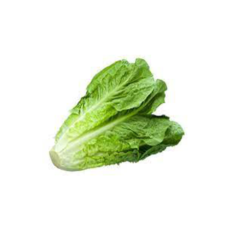 LECHUGA ROMANA