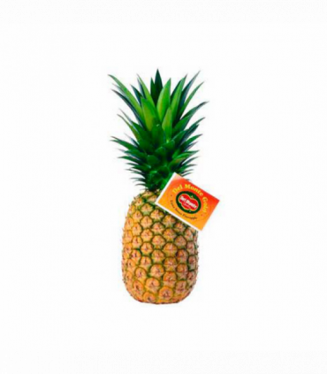 PIÑA DEL MONTE