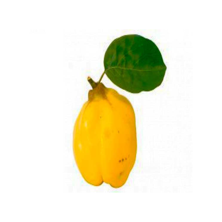 MEMBRILLO