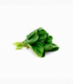 ESPINACA