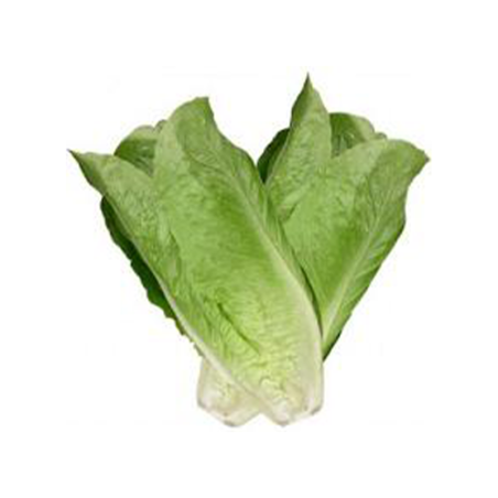 LECHUGA ROMANA