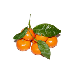 MANDARINA CHUPI GOLD NUGET